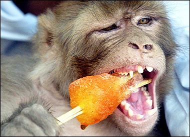 [funny.monkey.eating.popsicle[1].jpg]